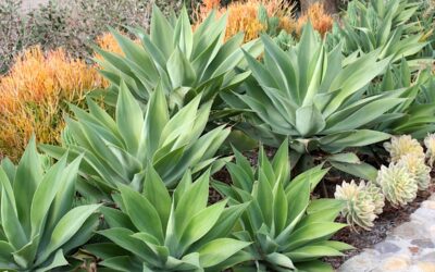 Succulents and Cactus